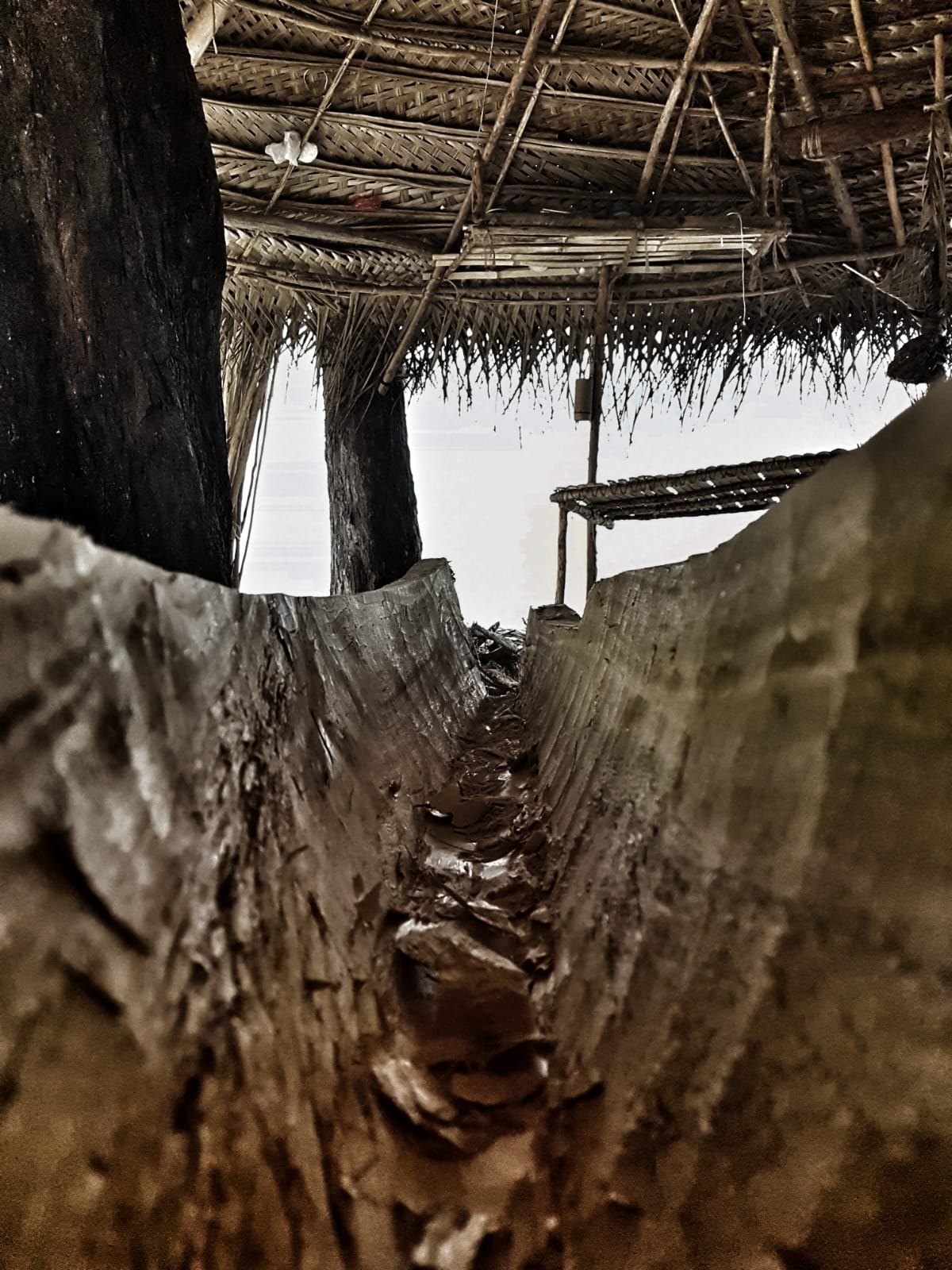 A view along the inside of a wooden hull beneath a thatched roof.